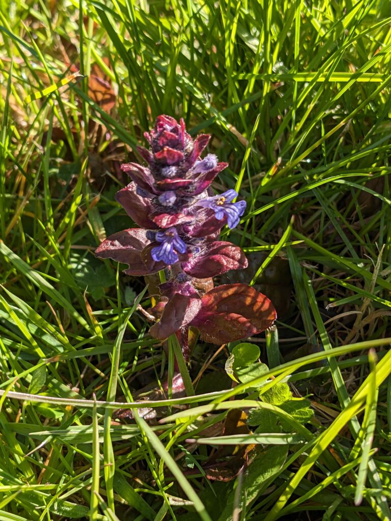 Bugle popping up in lawn