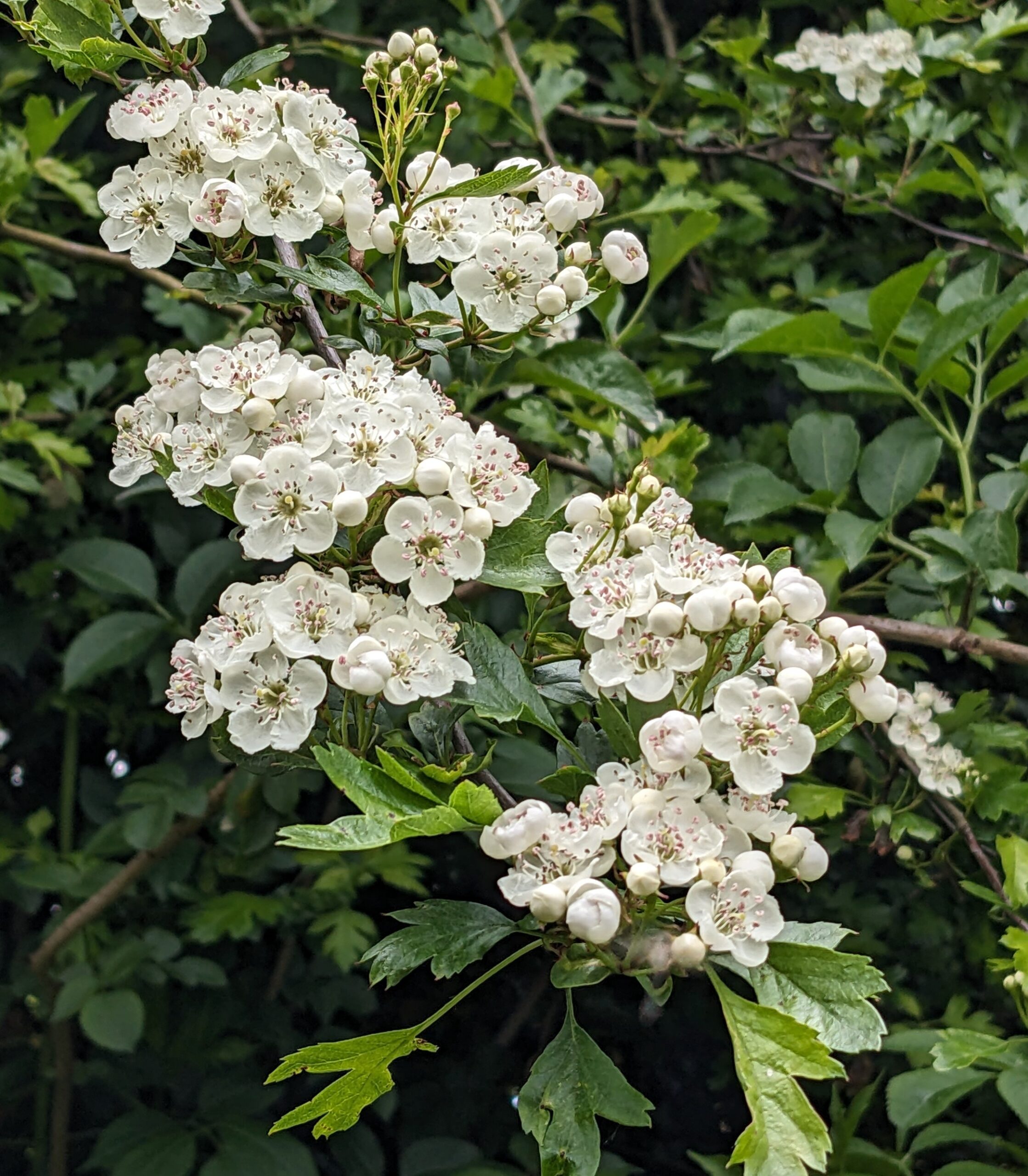 Bugle