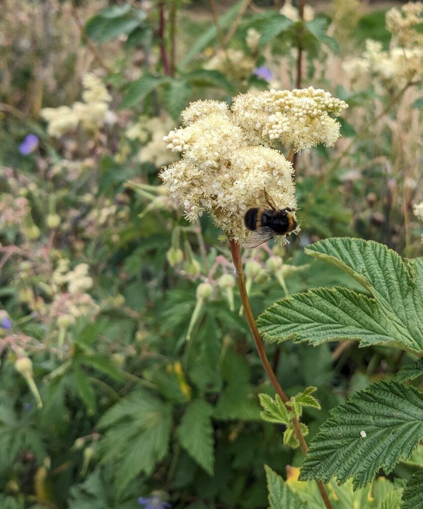 Meadowsweet