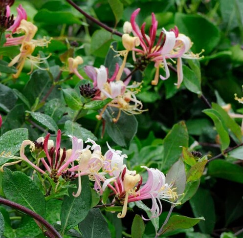 Honeysuckle - image from RHS